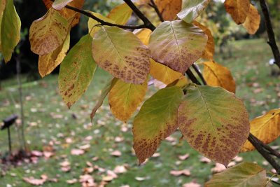 Magnolia acuminata - šácholan přišpičatělý - listy podzimní